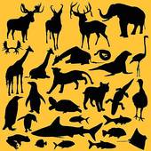Wild Animals in color